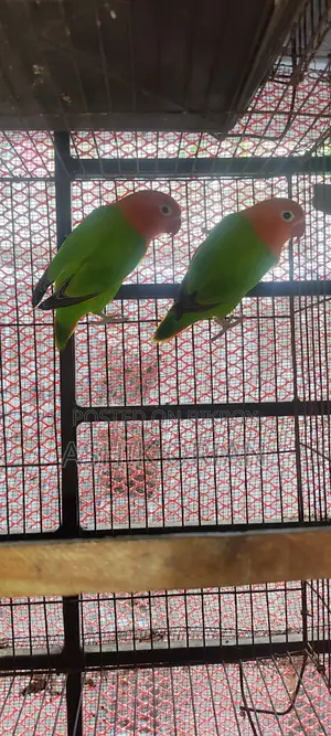 Love Bird