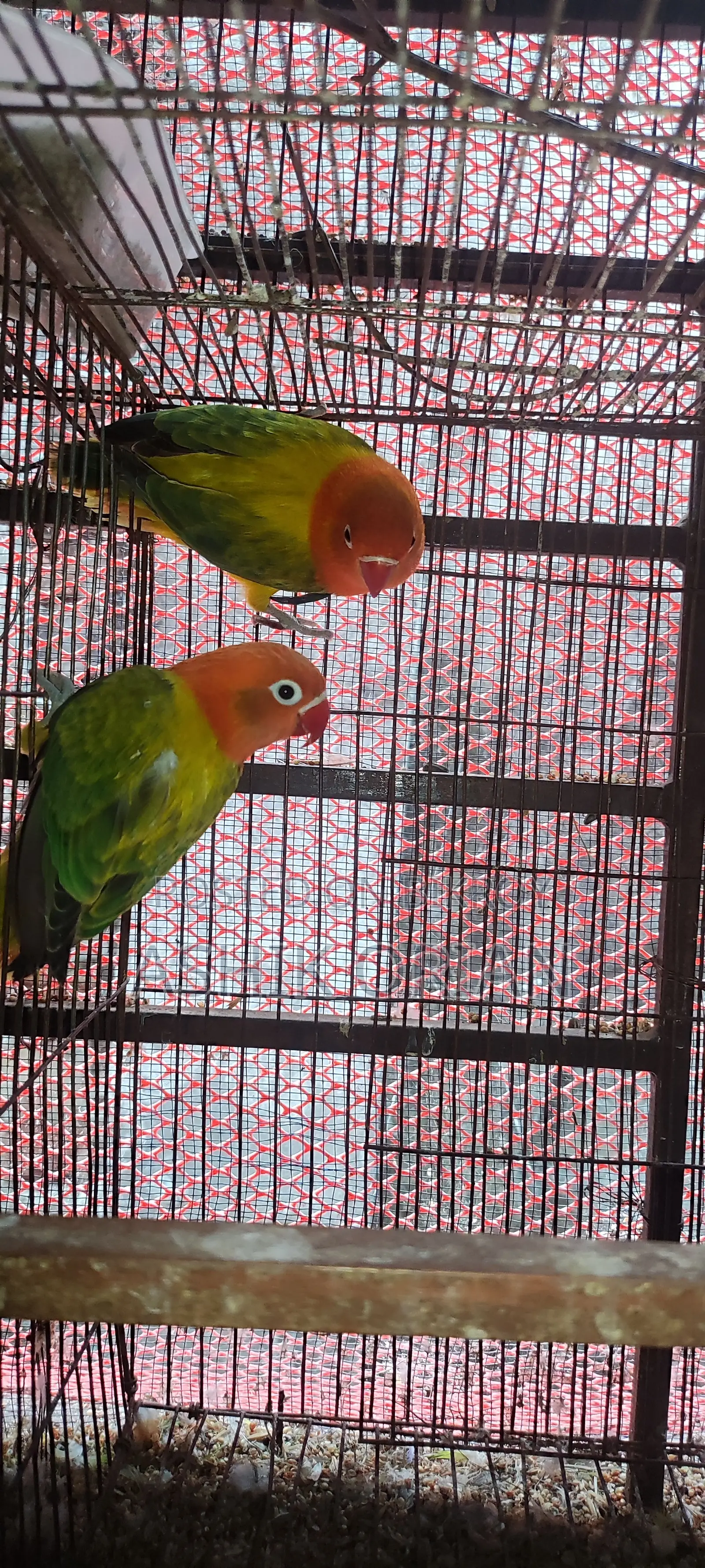 Love Bird