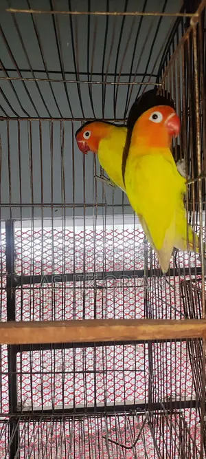 Love Bird