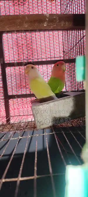 Love Bird