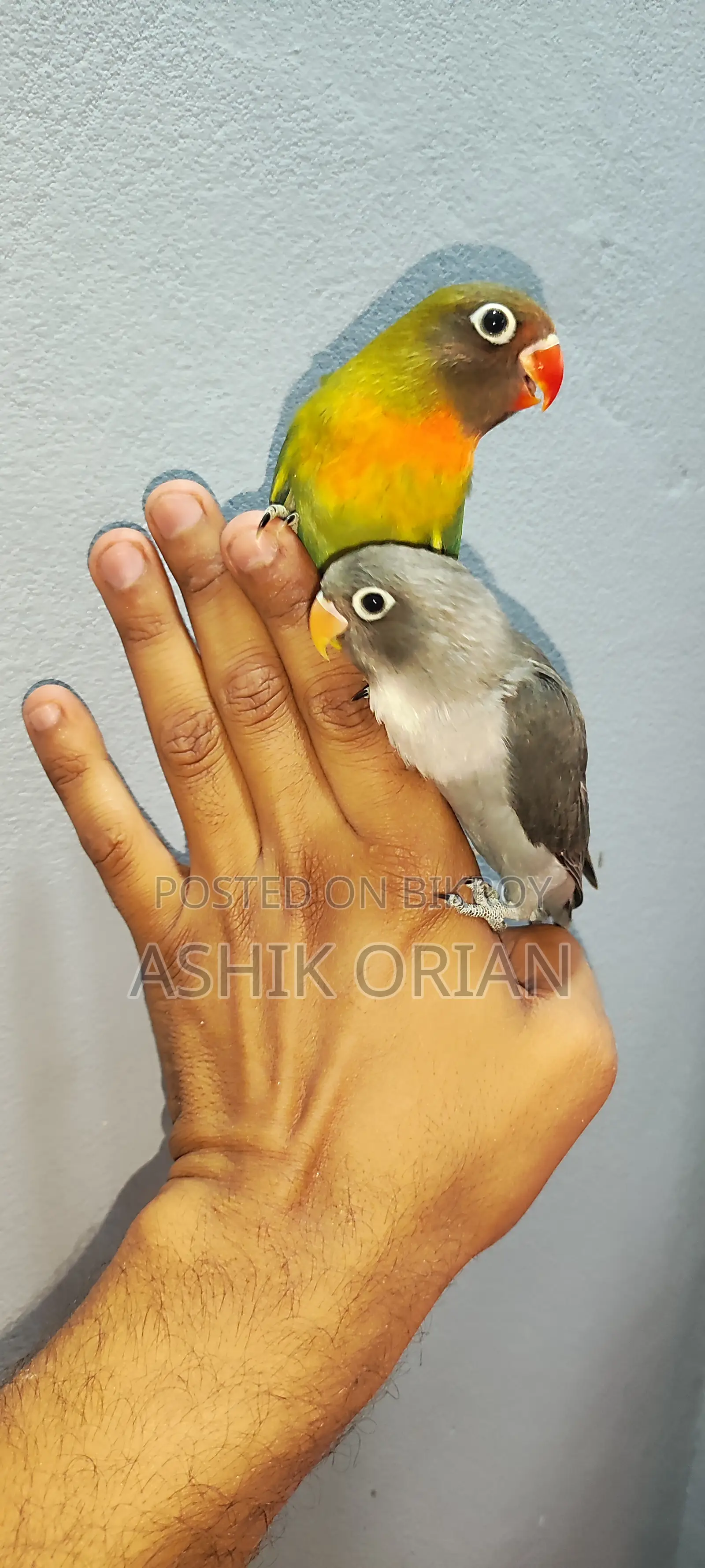 Love Bird