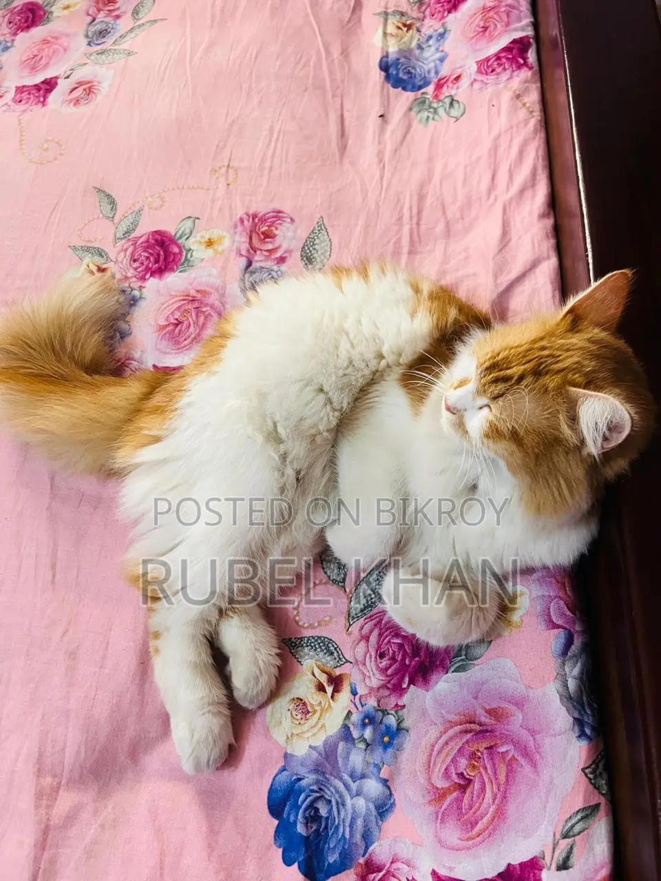 Persian Cross Cat