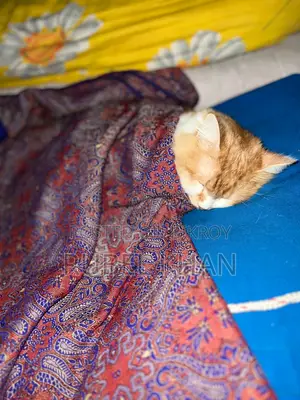 Persian Cross Cat