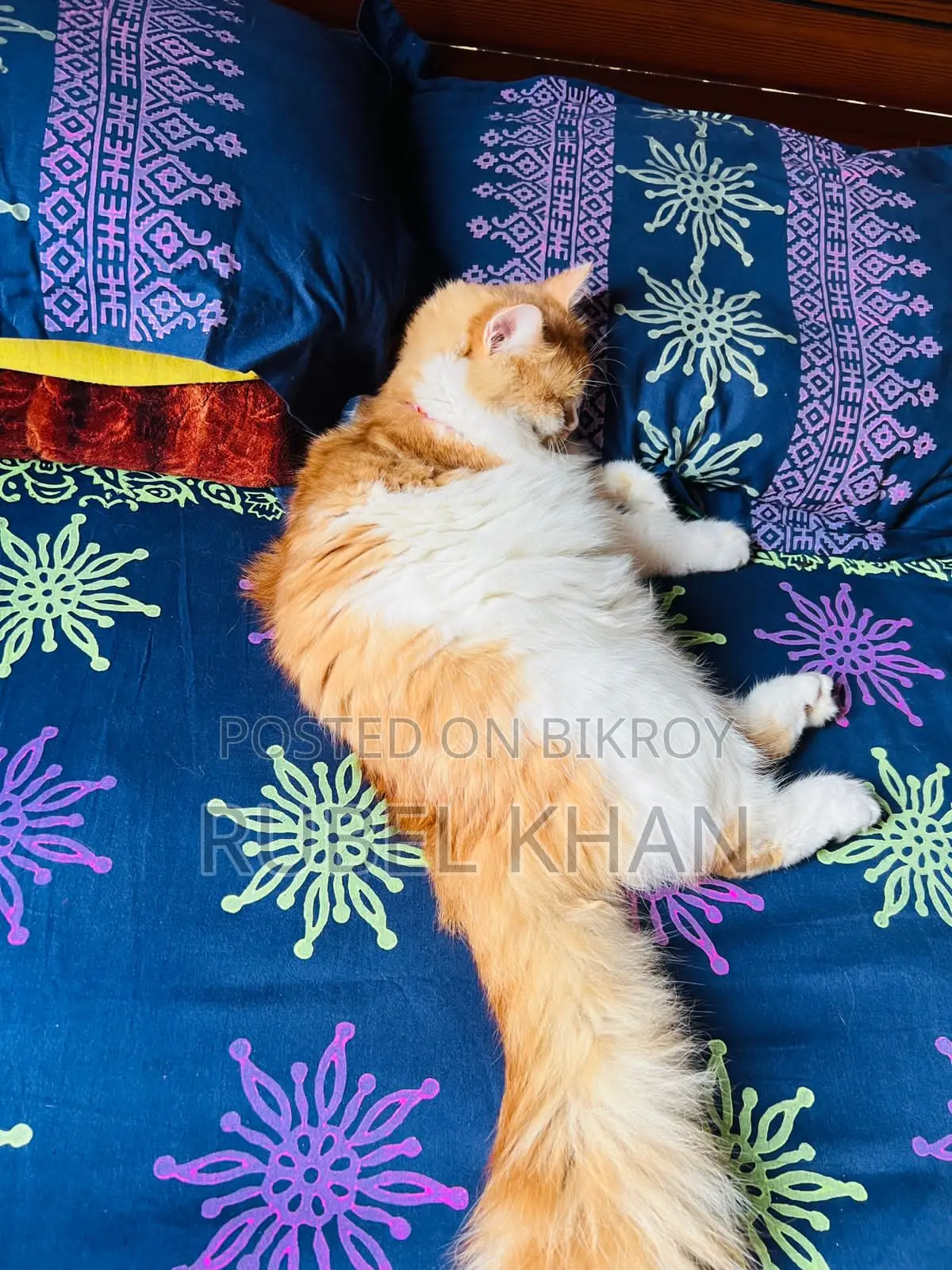 Persian Cross Cat