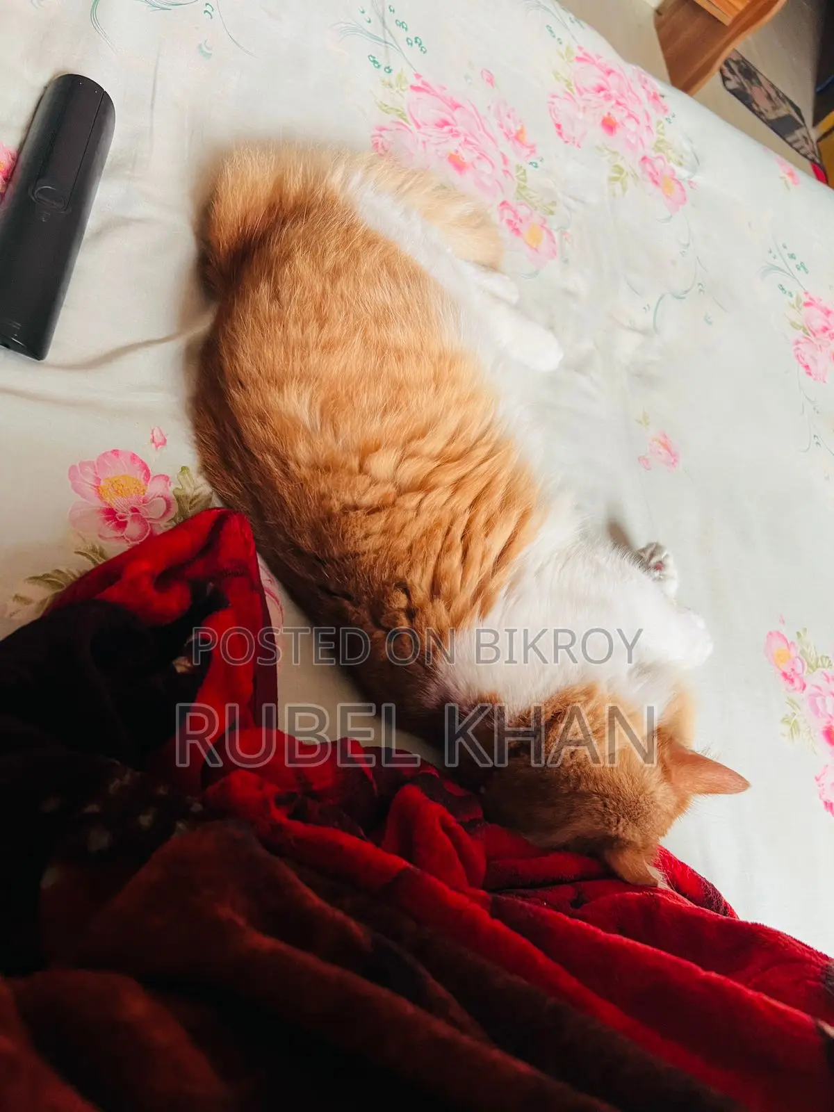 Persian Cross Cat