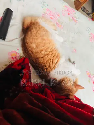 Persian Cross Cat