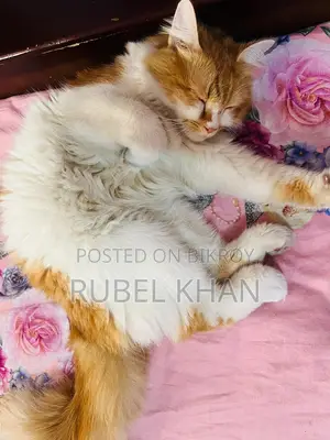 Persian Cross Cat