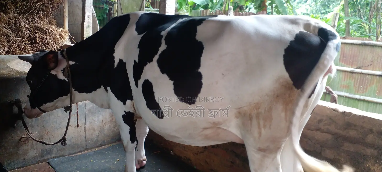 ১১৬২ নং গাভী বিক্রয় হবে ৯ মাসের গাভীন আছে ।