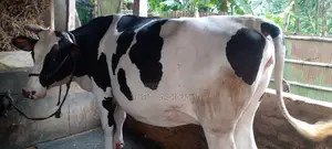 ১১৬২ নং গাভী বিক্রয় হবে ৯ মাসের গাভীন আছে ।