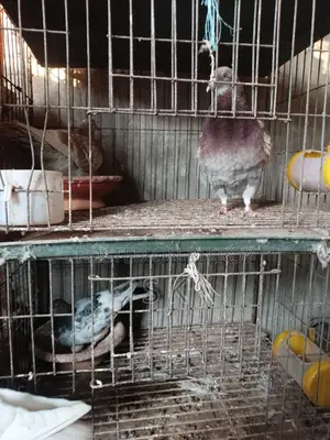 Red Checker Pigeon