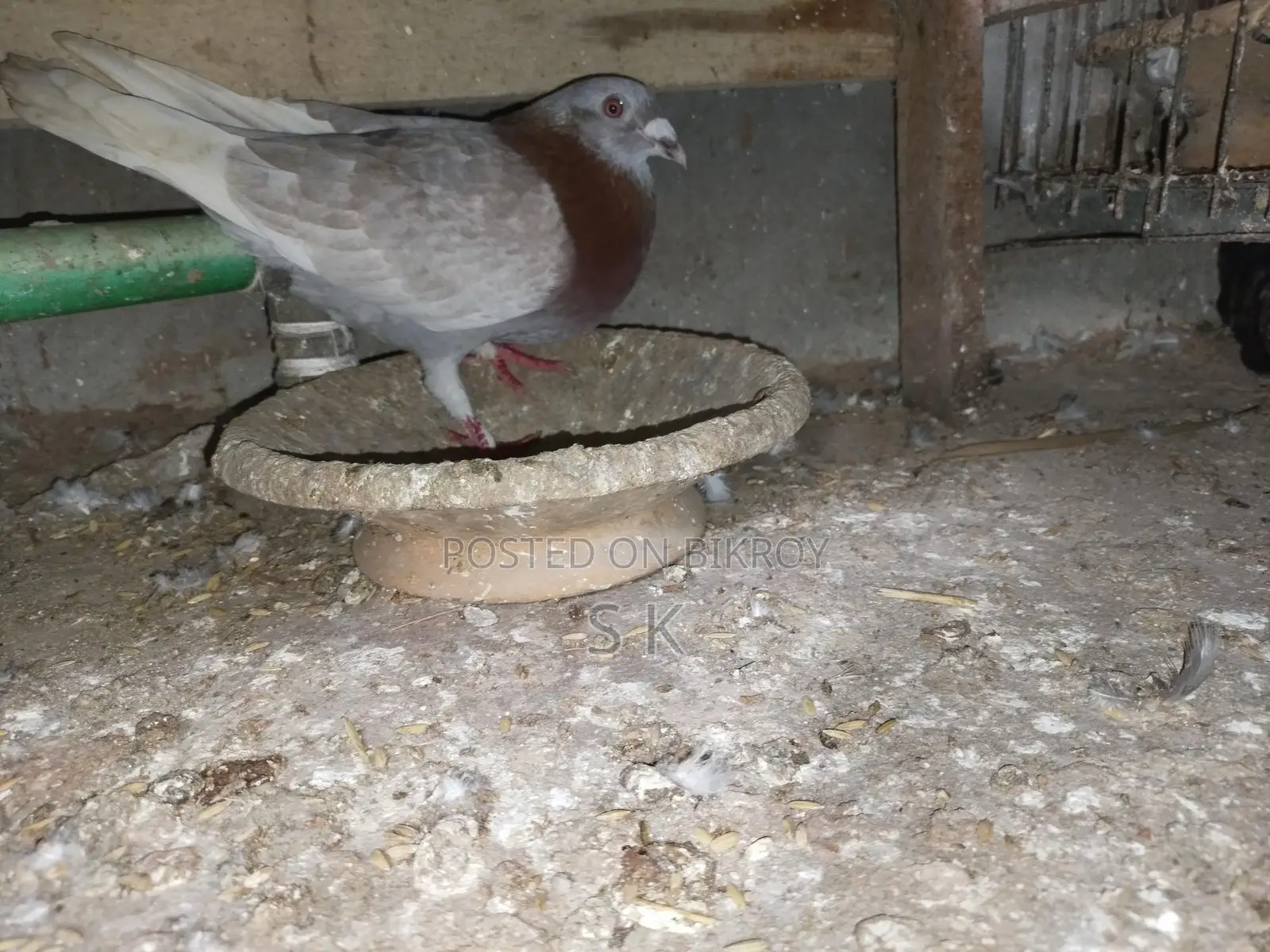 Red Checker Pigeon