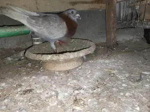 Red Checker Pigeon