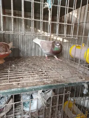 Red Checker Pigeon