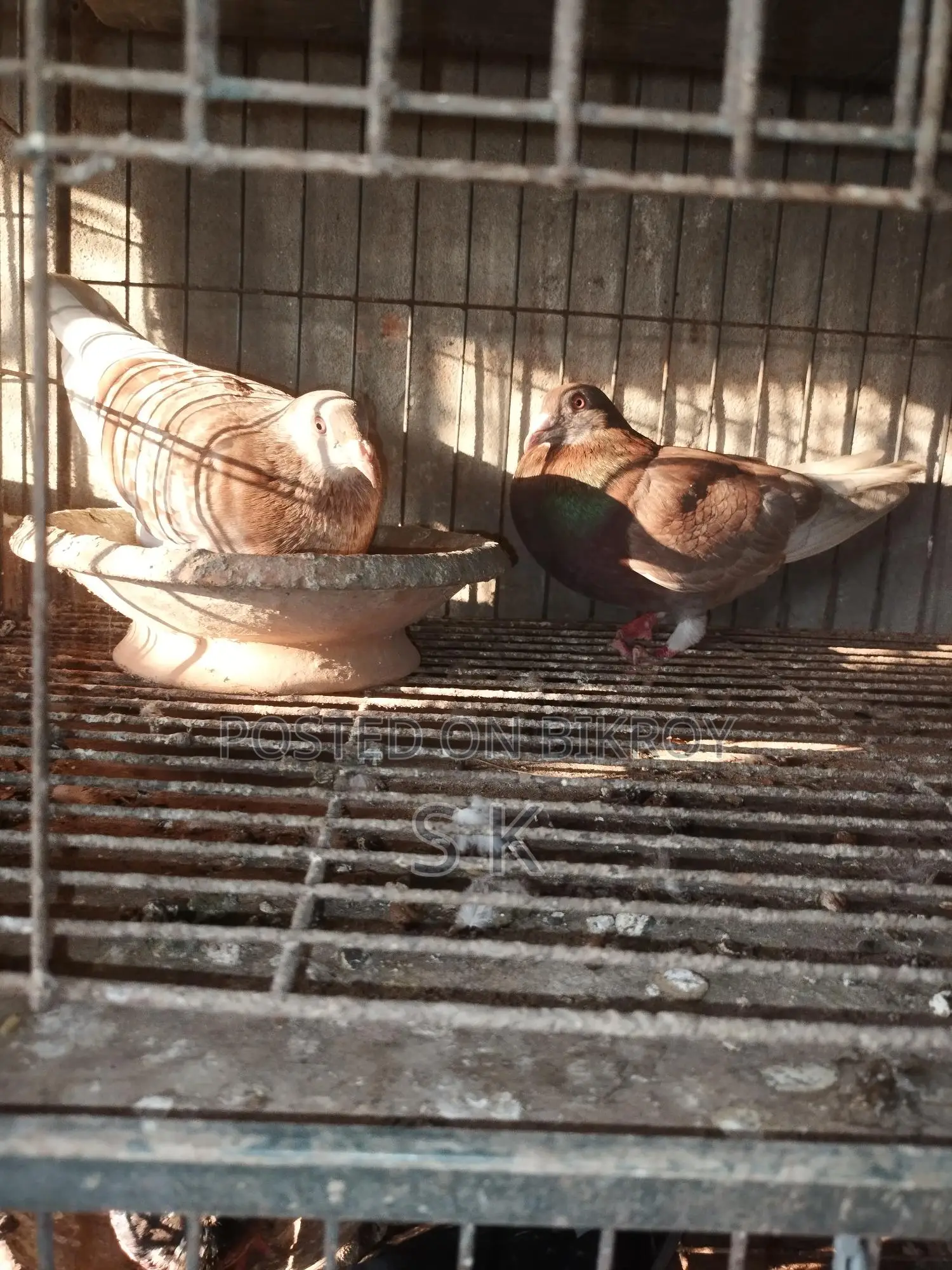 Red Checker Pigeon