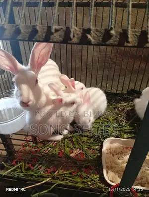 Rabbits for Sale