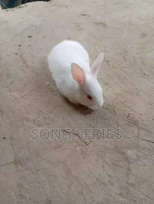 Rabbits for Sale