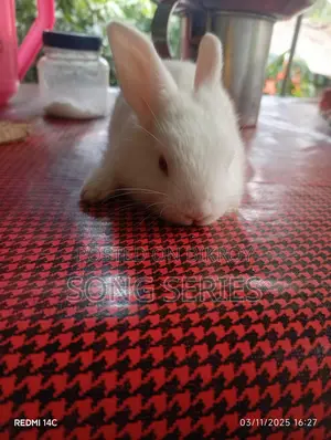 Rabbits for Sale