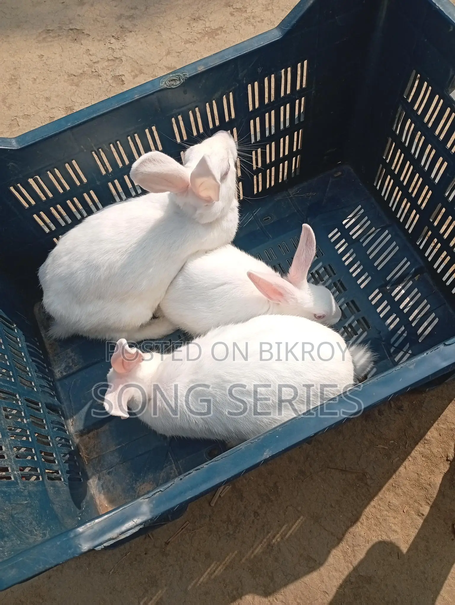 Rabbits for Sale