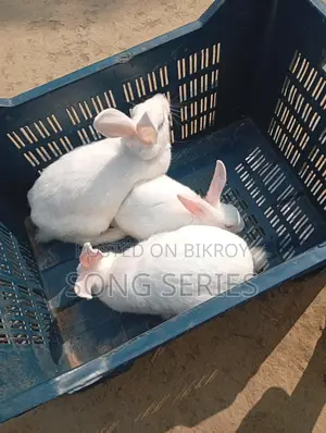 Rabbits for Sale
