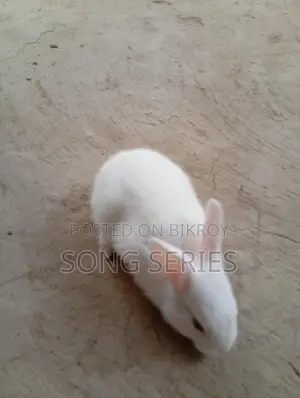 Rabbits for Sale