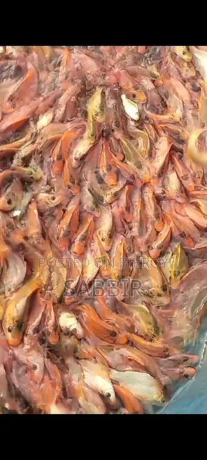Gold Fish