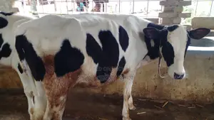High-Quality Heifer Calf No. 1132