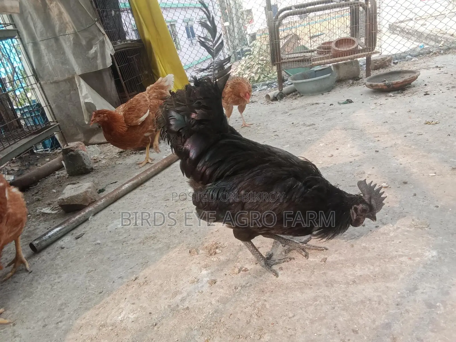 বীজ ডিম বিক্রি