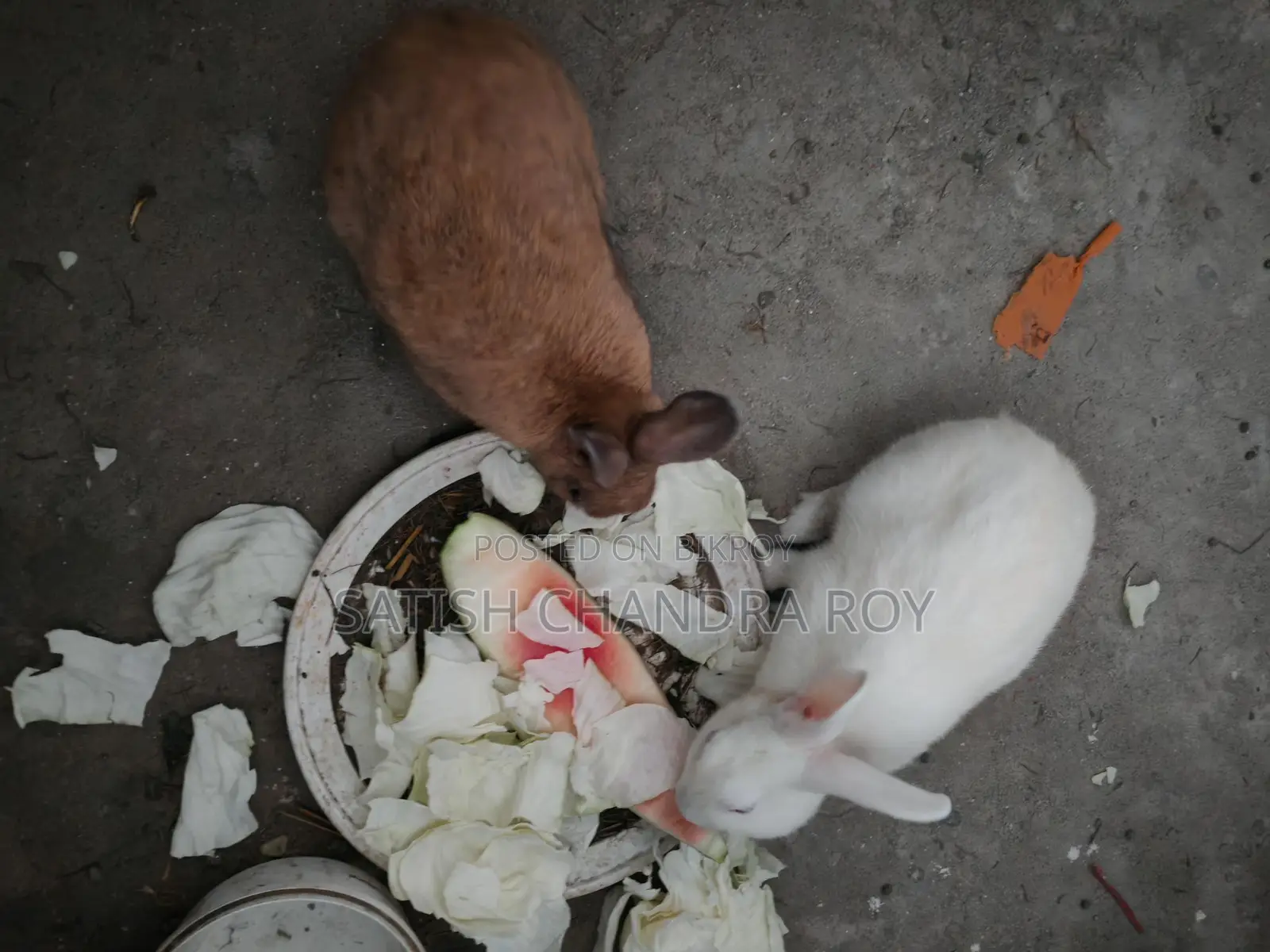 2 Adult Male Rabbits for Sale