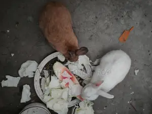 2 Adult Male Rabbits for Sale