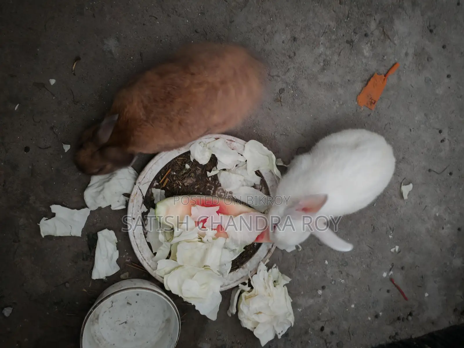 2 Adult Male Rabbits for Sale