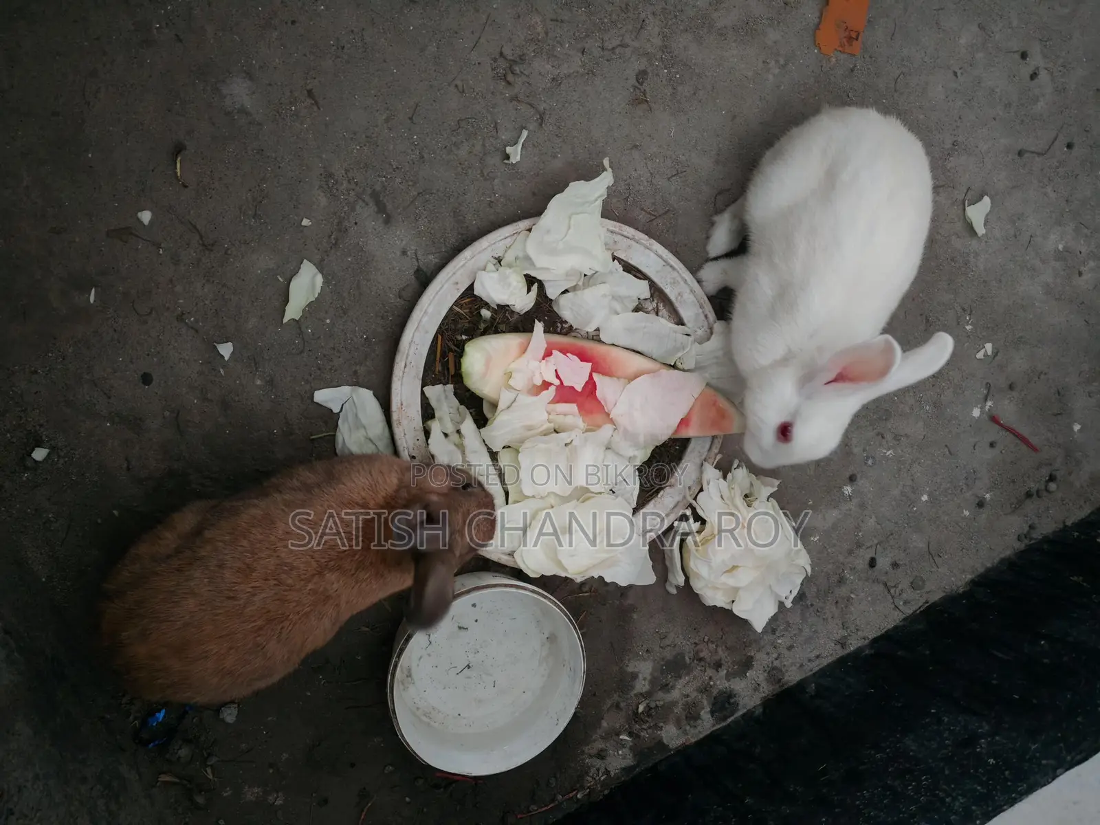 2 Adult Male Rabbits for Sale