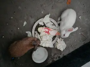 2 Adult Male Rabbits for Sale