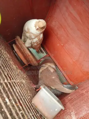 Pigeons for Sale