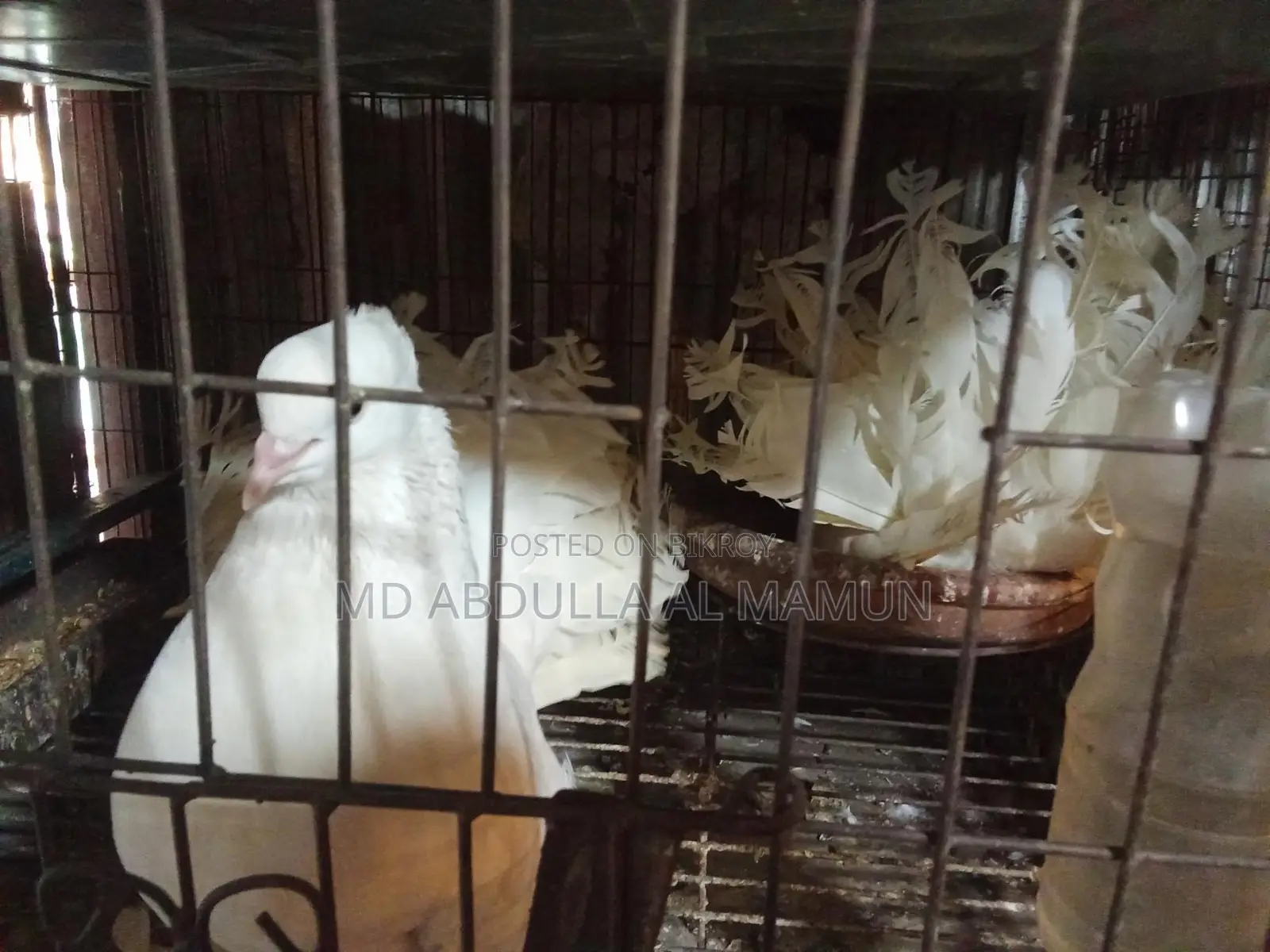 Pigeons for Sale