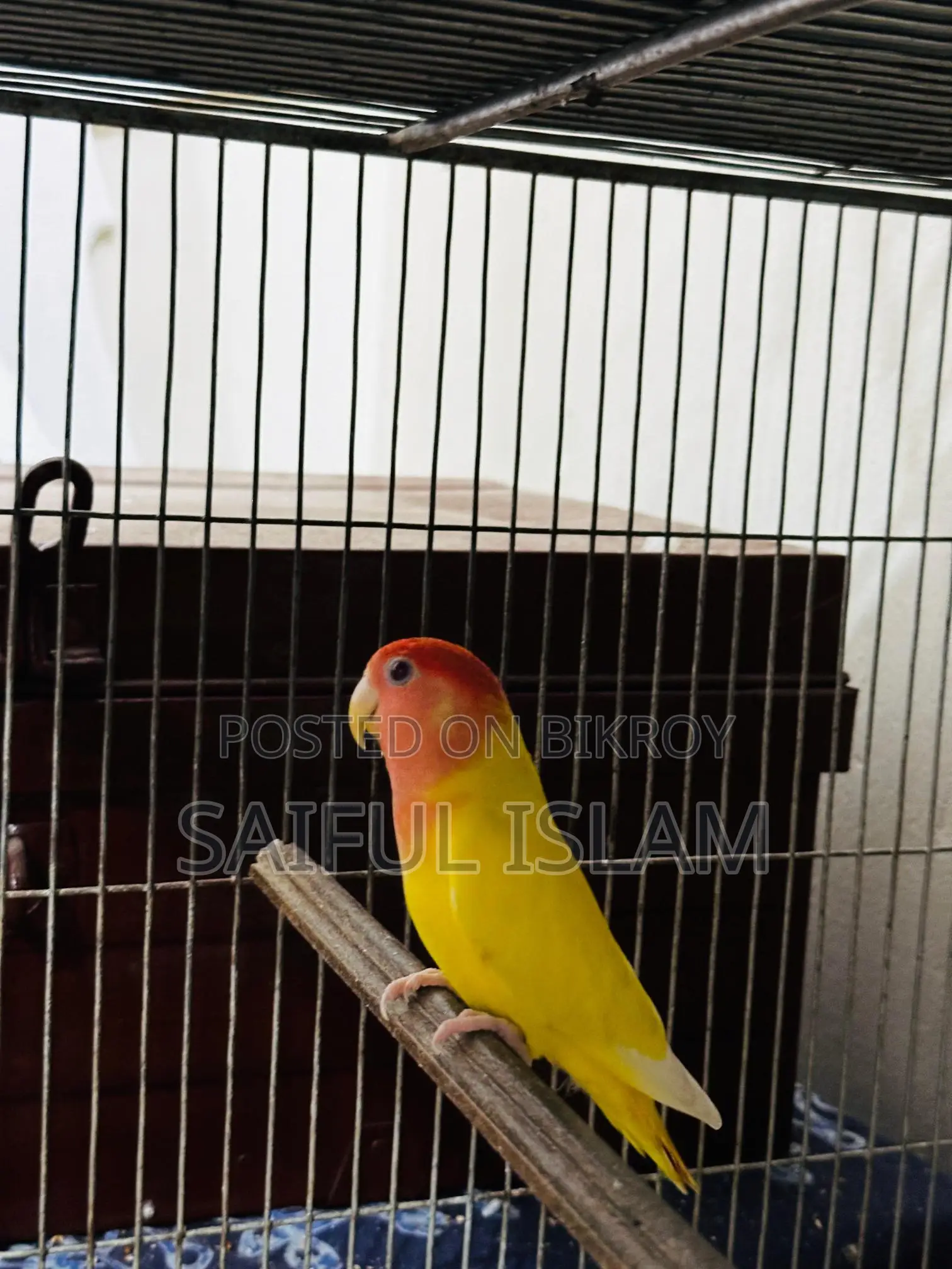Lovebird Running Pair