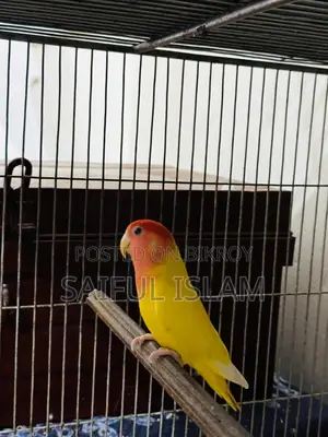 Lovebird Running Pair