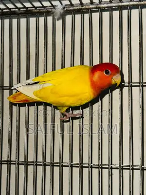 Lovebird Running Pair