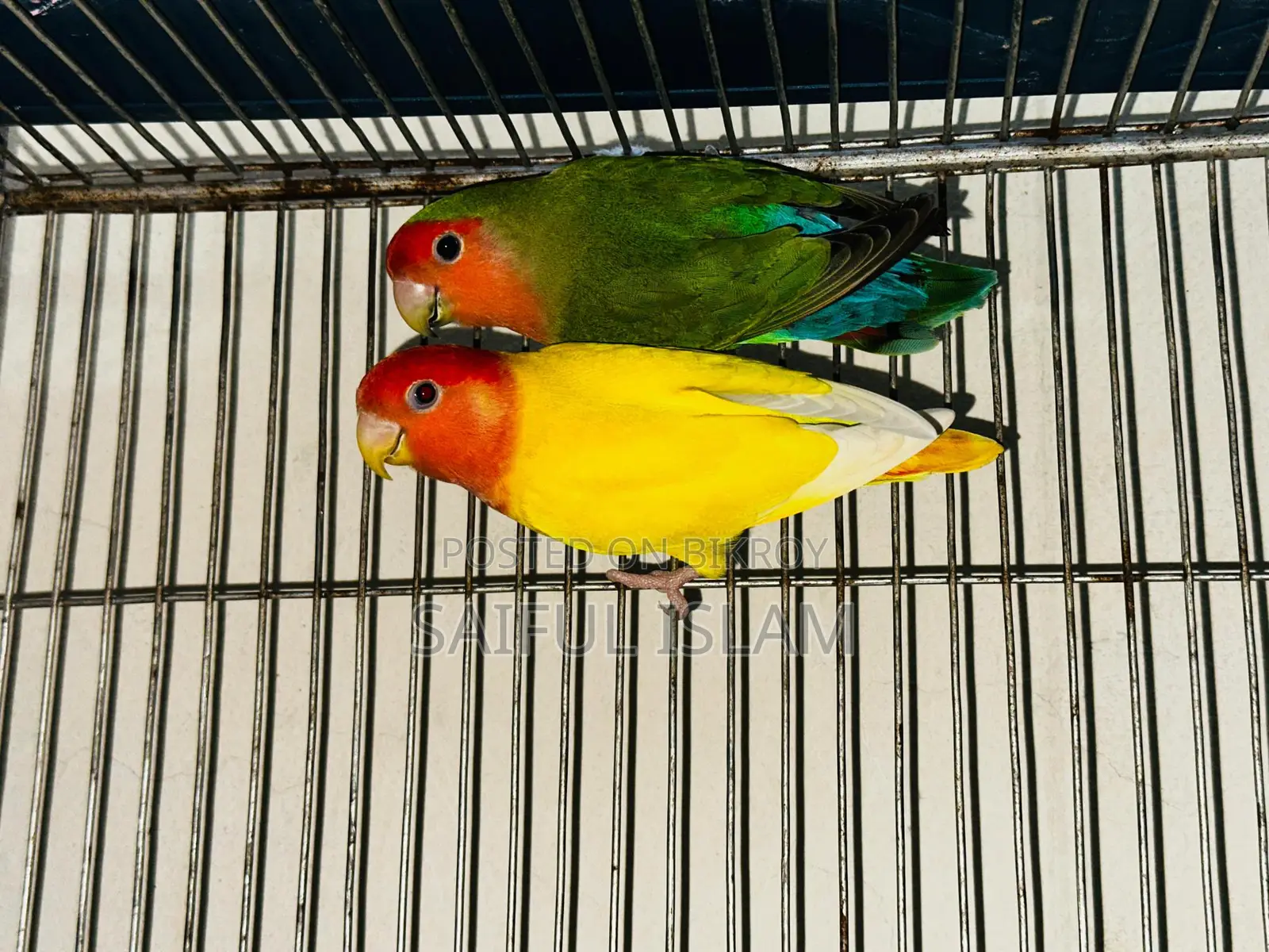 Lovebird Running Pair