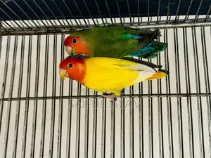 Lovebird Running Pair