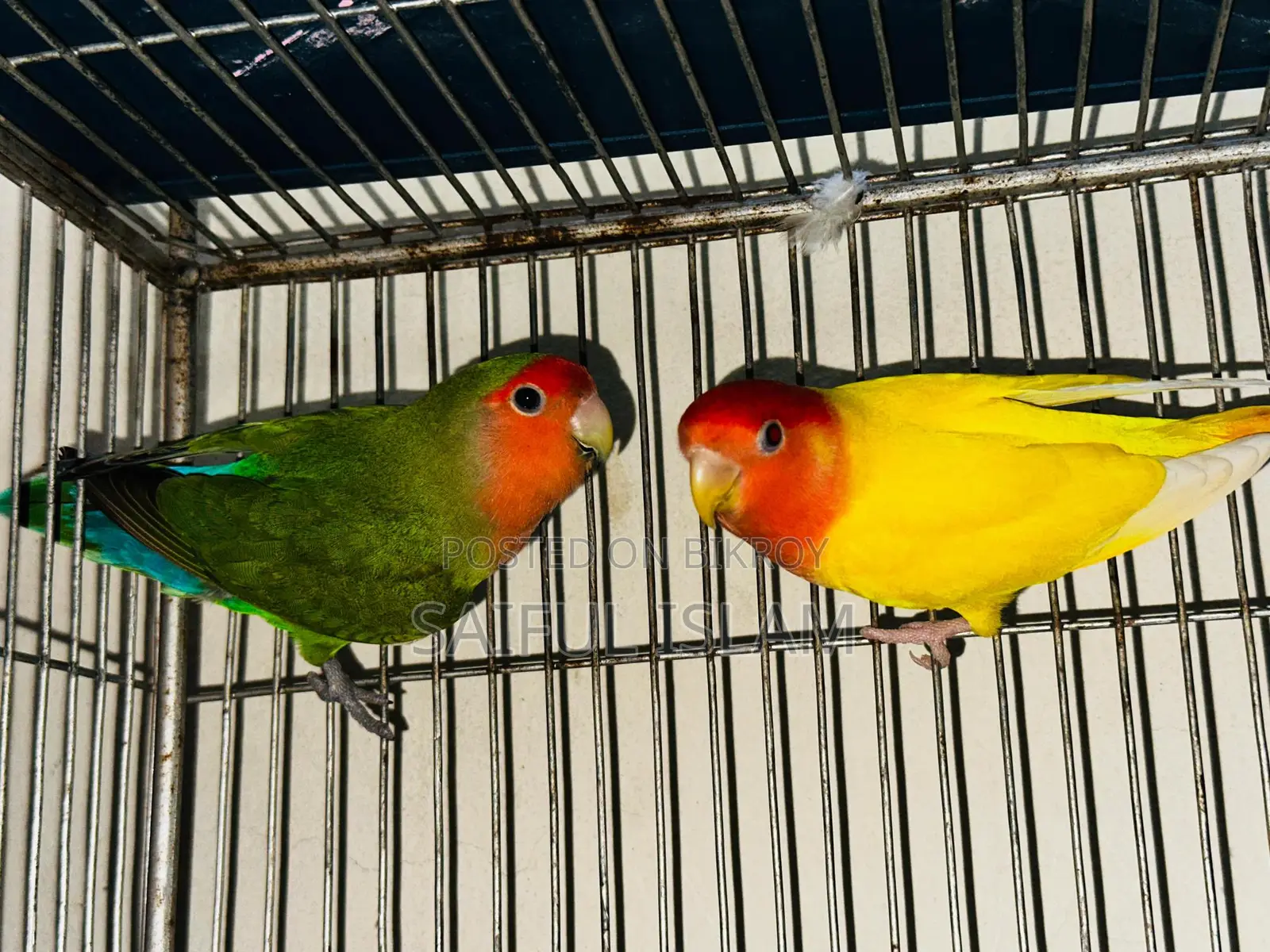 Lovebird Running Pair