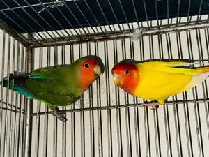 Lovebird Running Pair