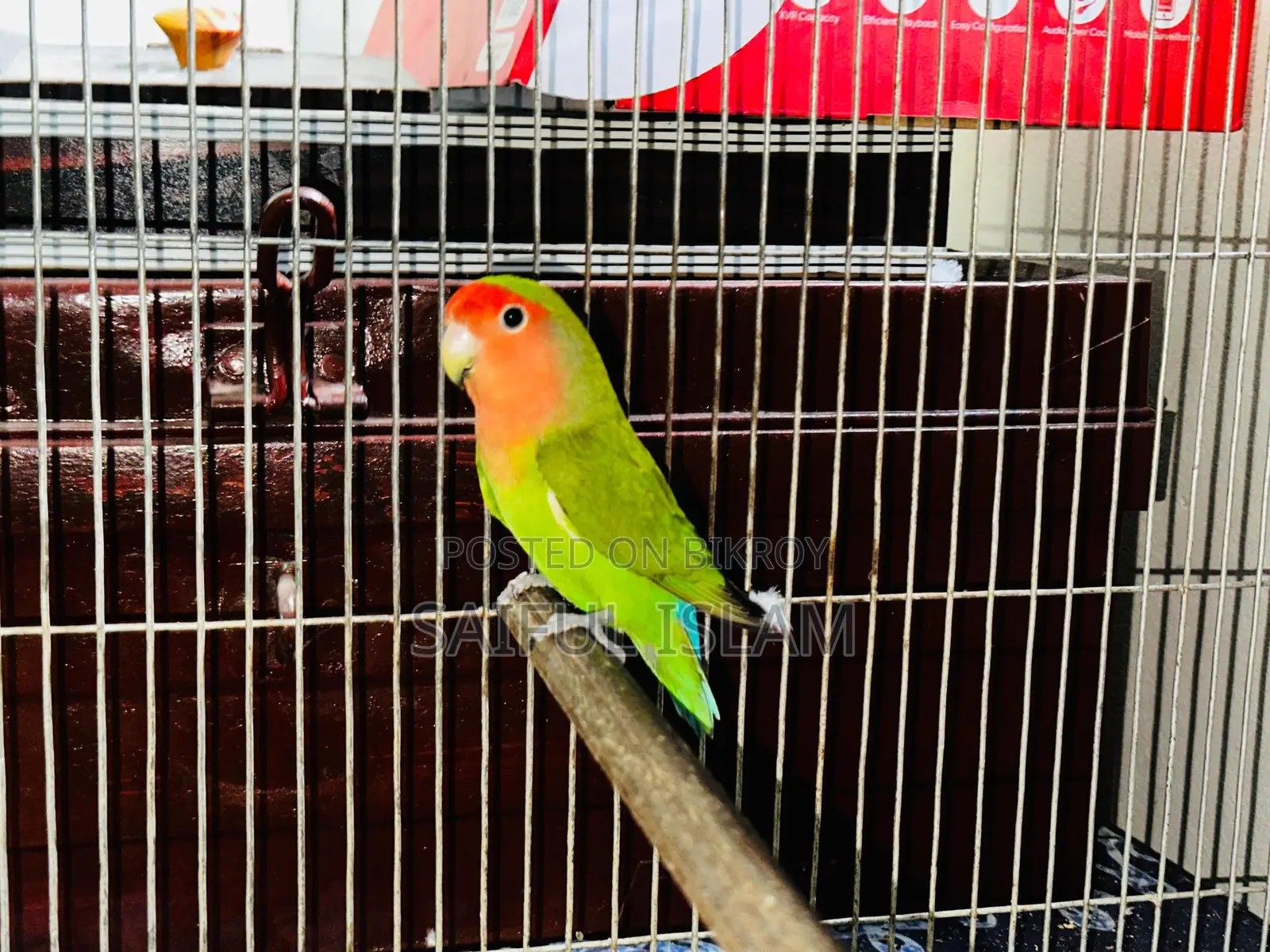 Lovebird Running Pair