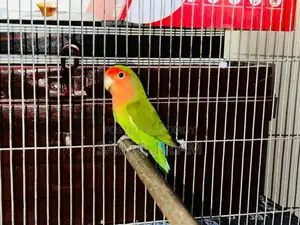 Lovebird Running Pair