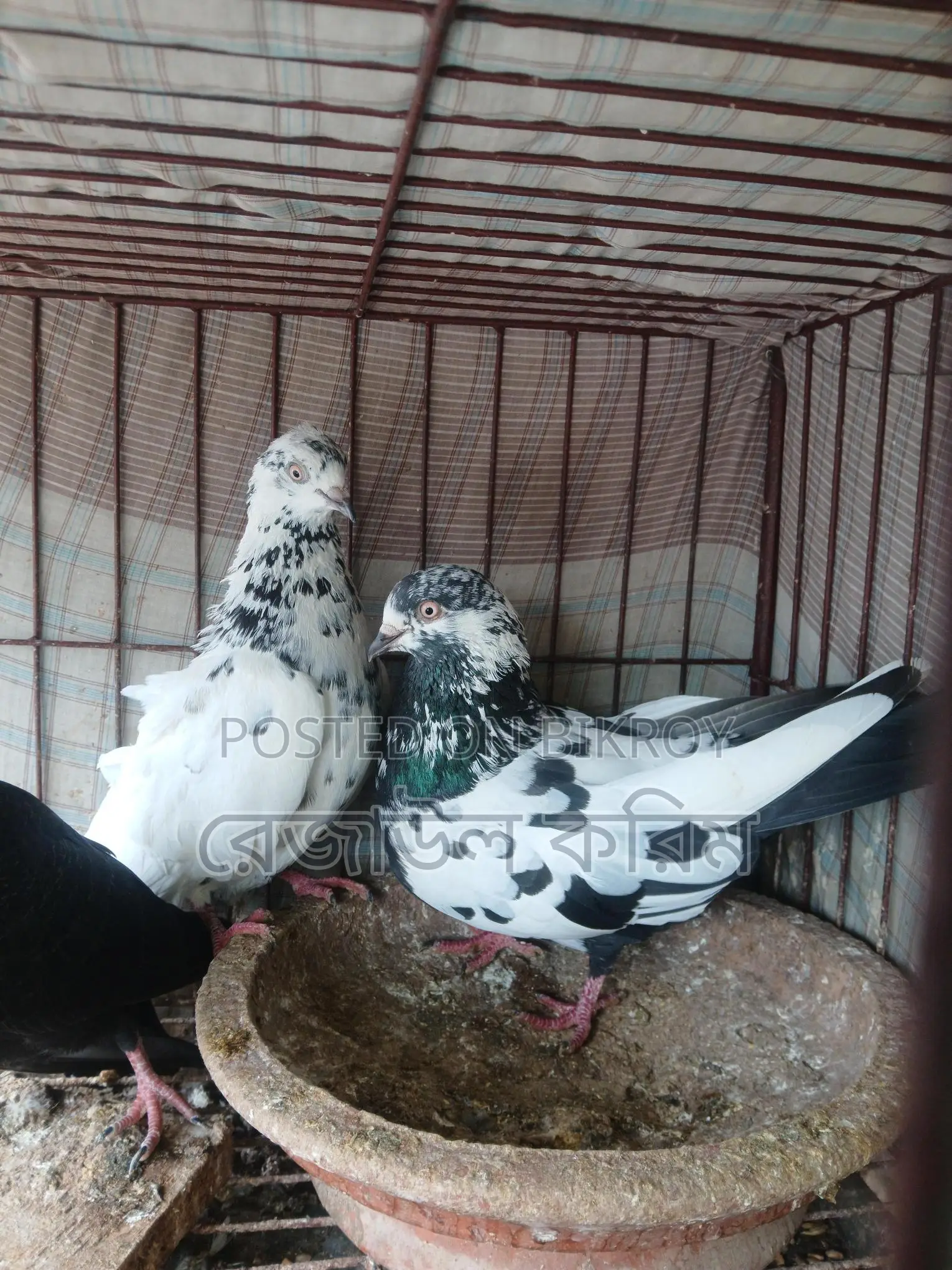 কবুতর