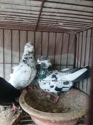 কবুতর