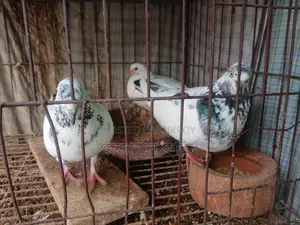 কবুতর