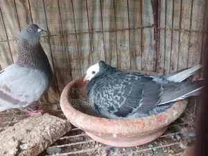 কবুতর