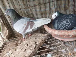 কবুতর