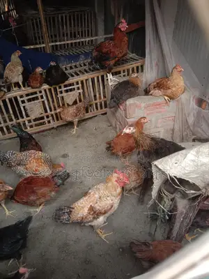 টাইগার মুরগি