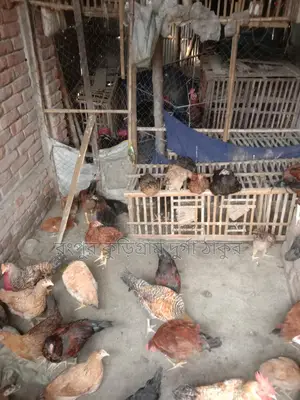 টাইগার মুরগি